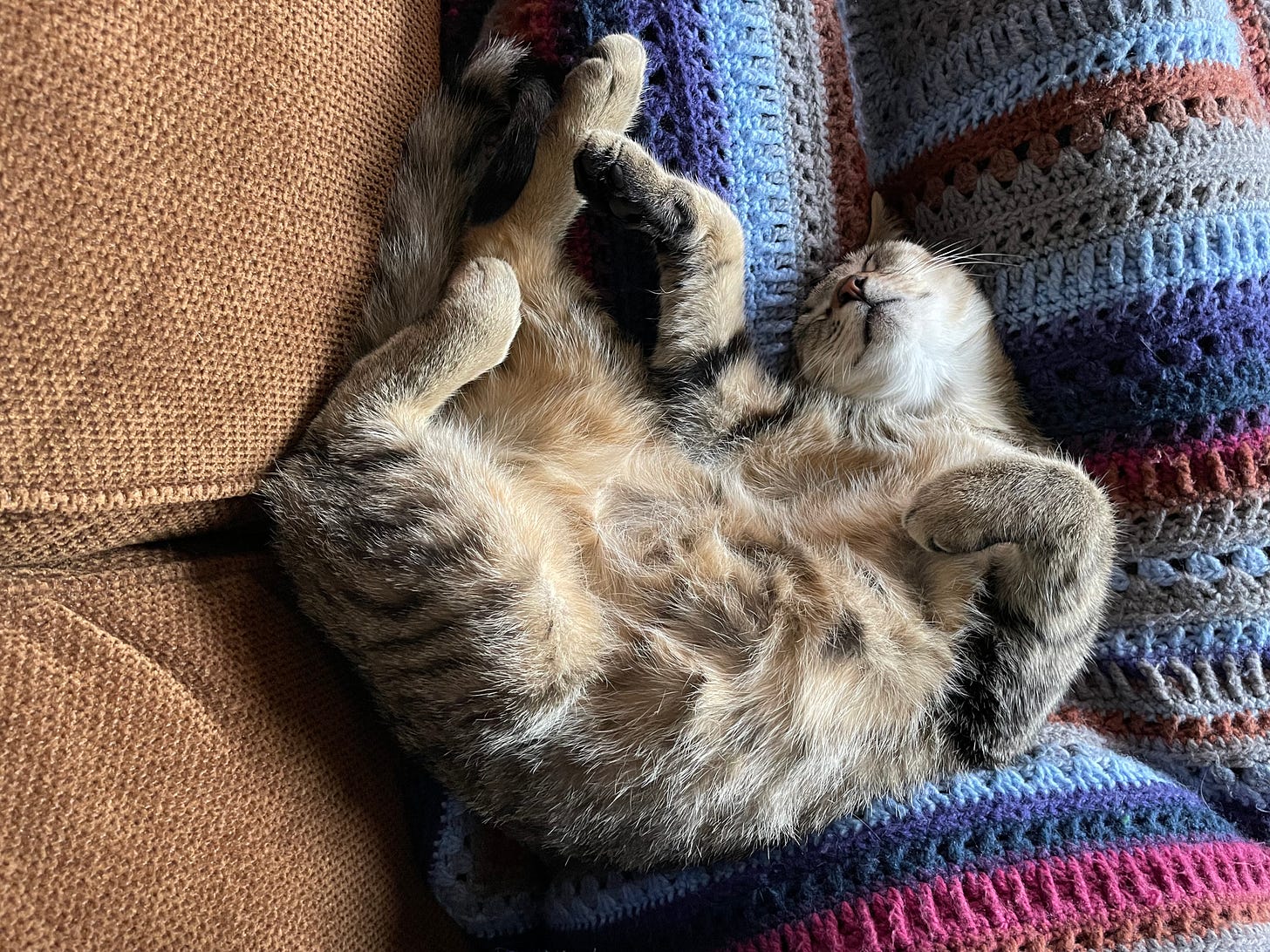 Brown cat laying on couch with fluffy belly up