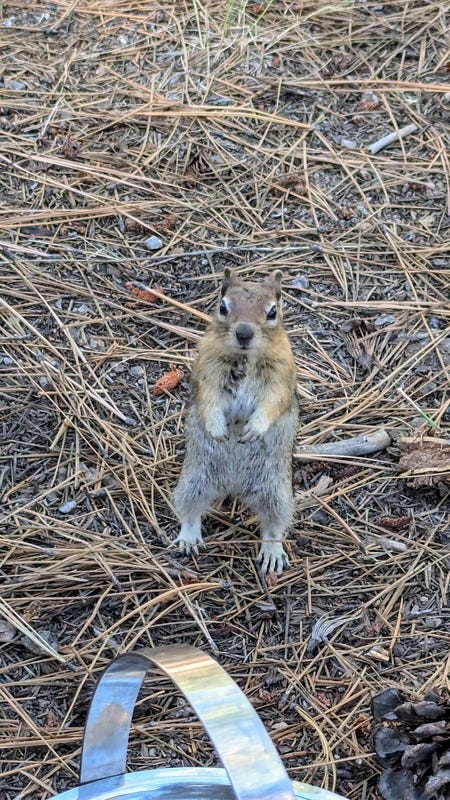 A chipmunk looking very cute inspecting us while standing way up on hind legs