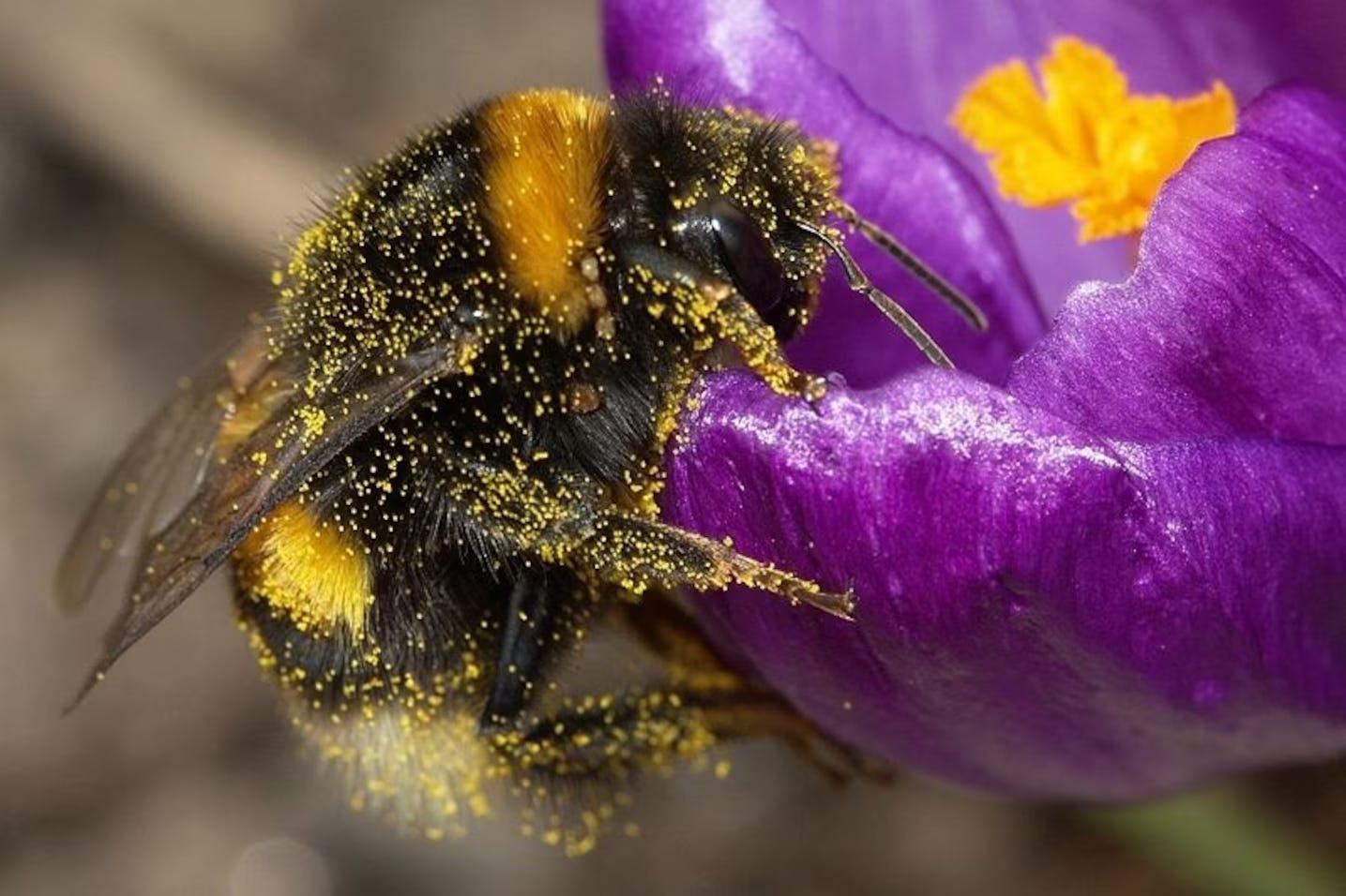 A bee, covered in pollen, dipping into a flower like a little freak.