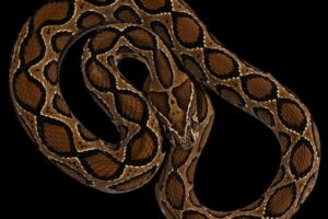 snake