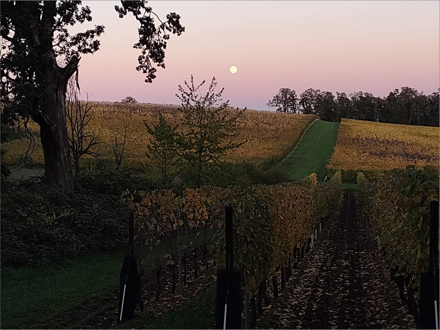 October Full Moon rising over the vineyard at Amalie Robert Estate, Vintage 2023.