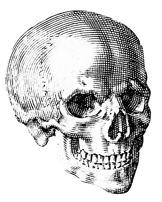 A black and white engraving of a skull looking to the right.