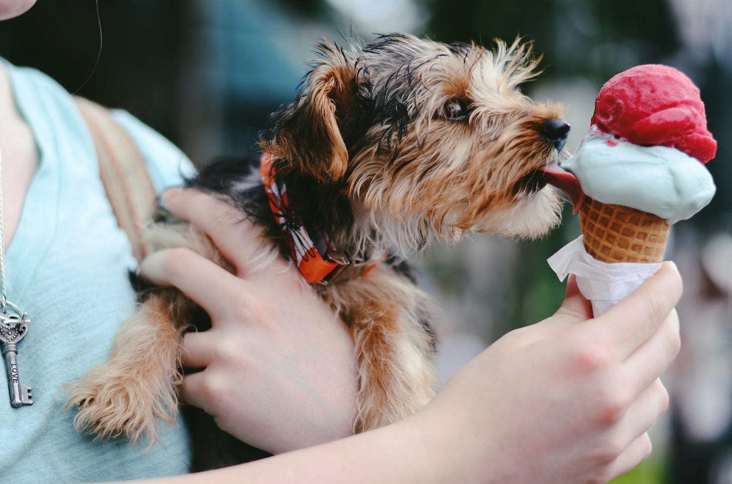 A small dog craning their neck to lick a scoop of ice cream