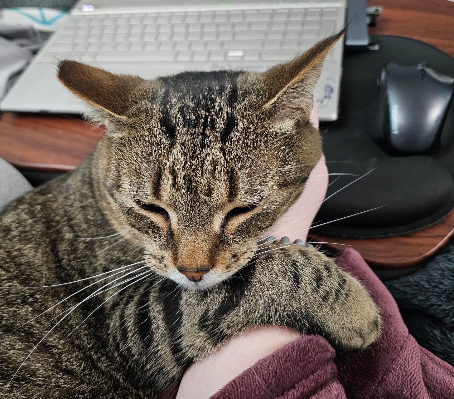 My tabby cat Simon clinging to my hand and wrist while I try to work on my computer.