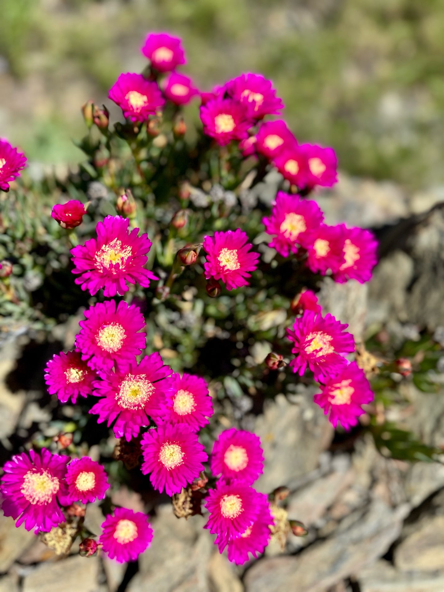 A group of pink flowers

Description automatically generated