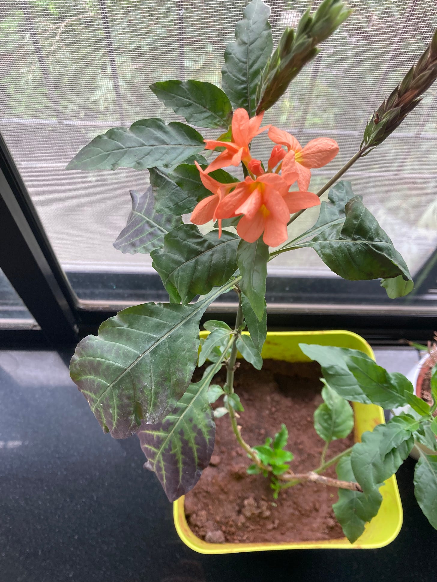 a potted plant in a window. dark green serrated leaves, and a few delicate orange flowers.