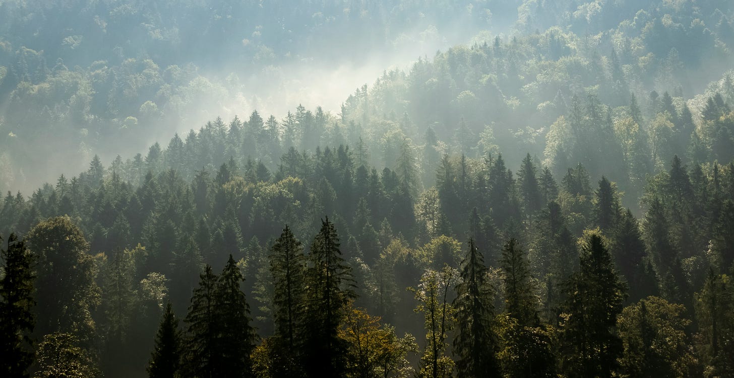 vista dall'alto di un bosco con chiome di pini velate dalla nebbia