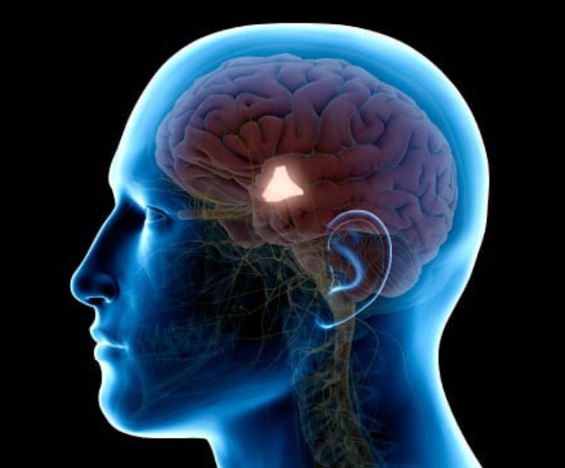 Human brain with hypothalamus highlighted 