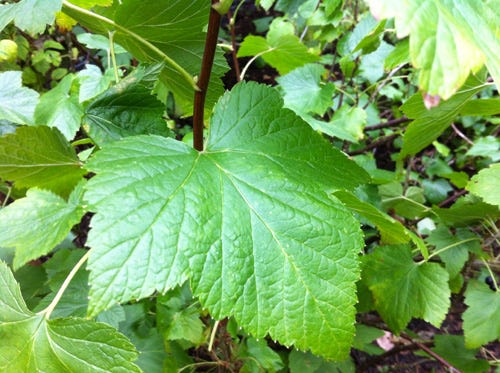 Currant leaves are edible but most commonly used in teas.