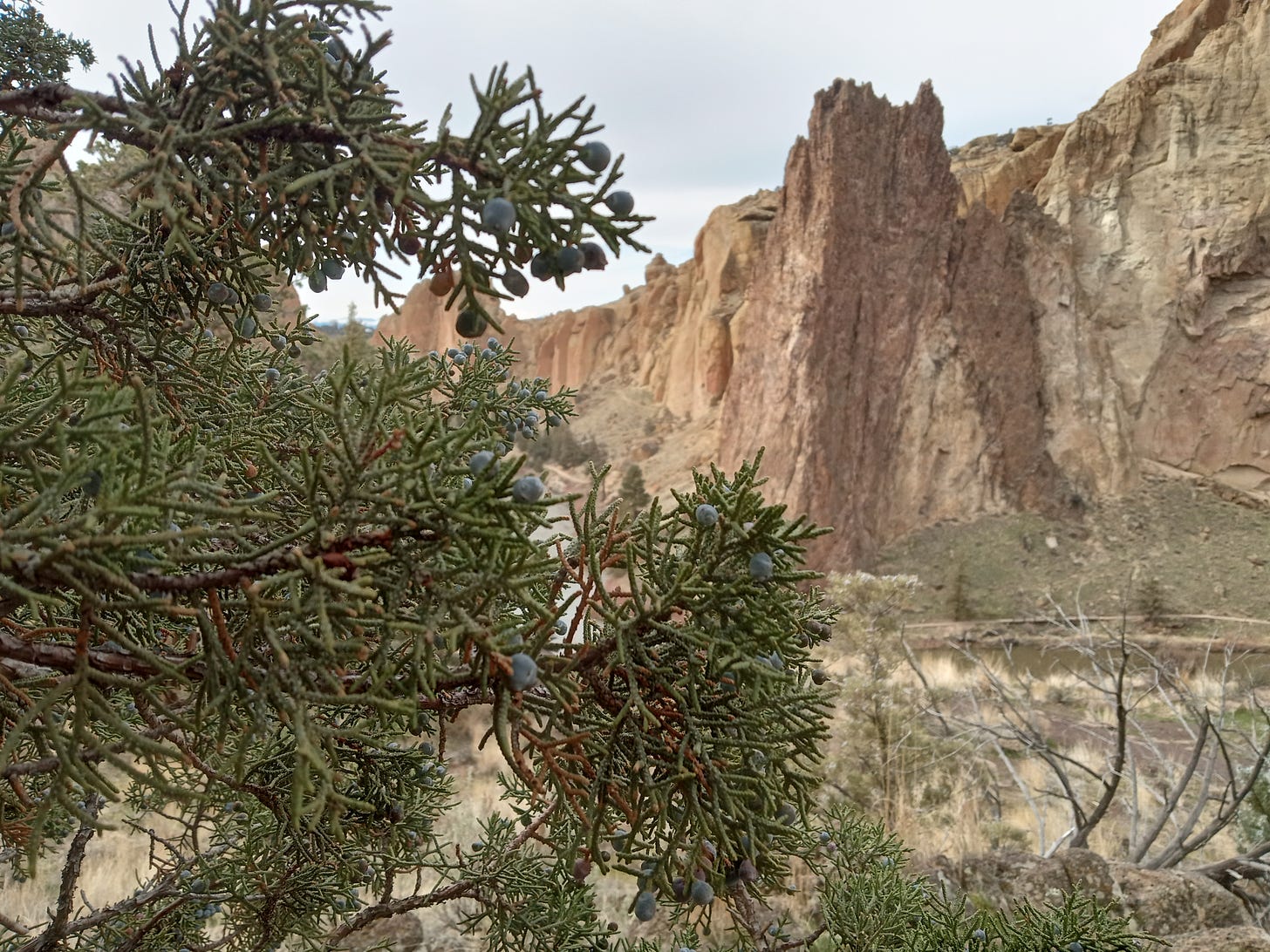 boughs of juniper full of berries are foregrounded against dramatic red-orange cliffs