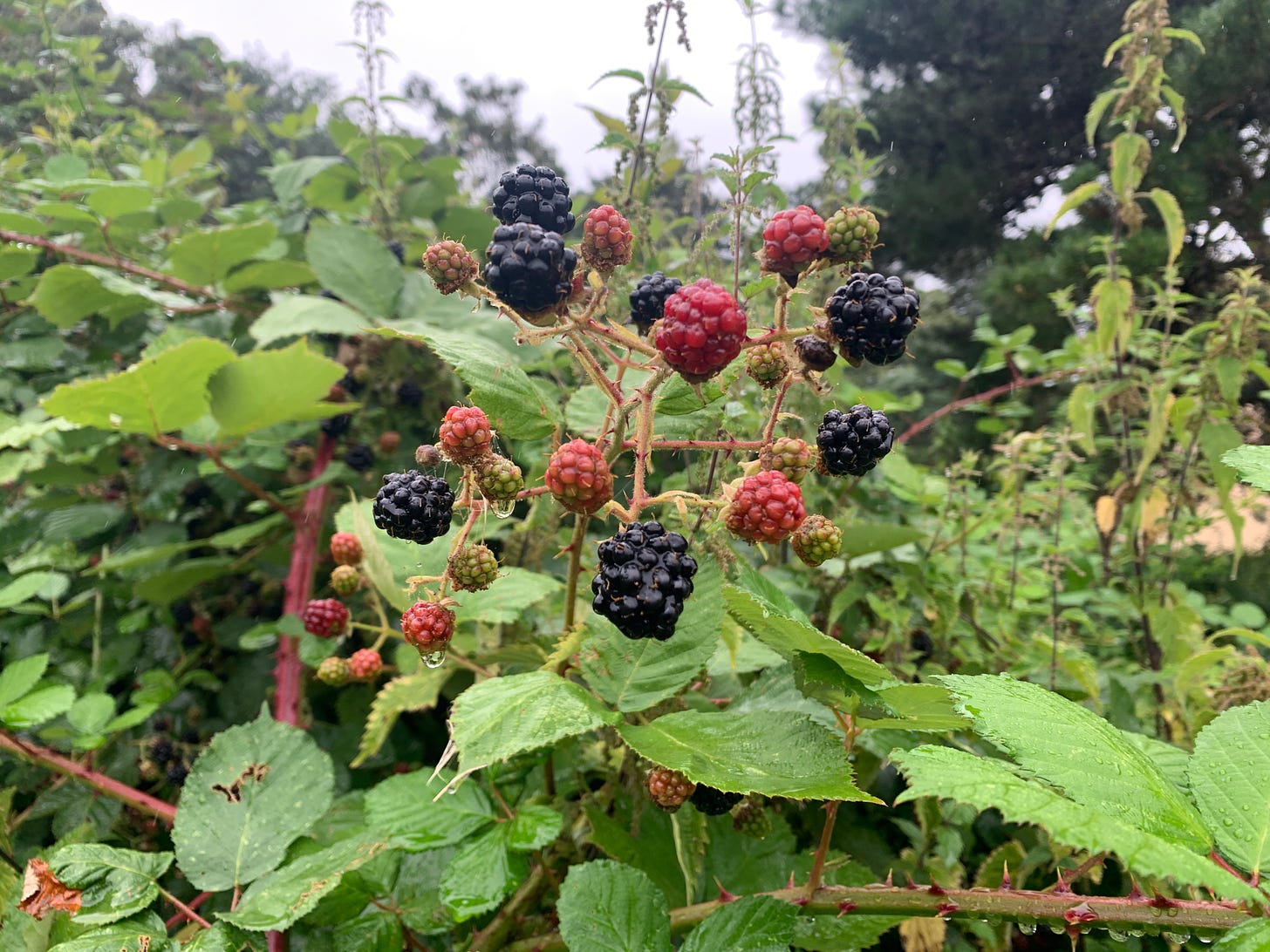 A handful of blackberries on the bush, some black and ripe, some red and unripe. In the background are the green leaves of the bush, grey sky and a tree