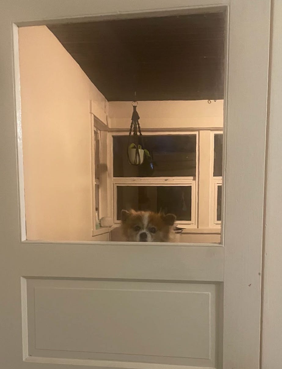 a very small brown and white fluffy dog peers through the glass of a door