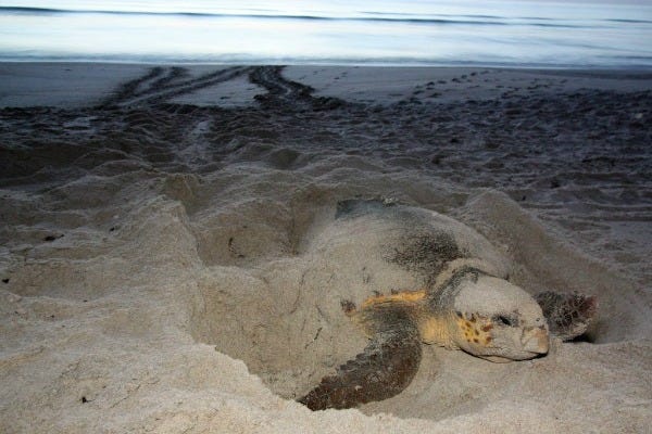 Sea turtle laying eggs on Florida beach