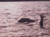 Hey, what's the lochness monster doing in Ireland?