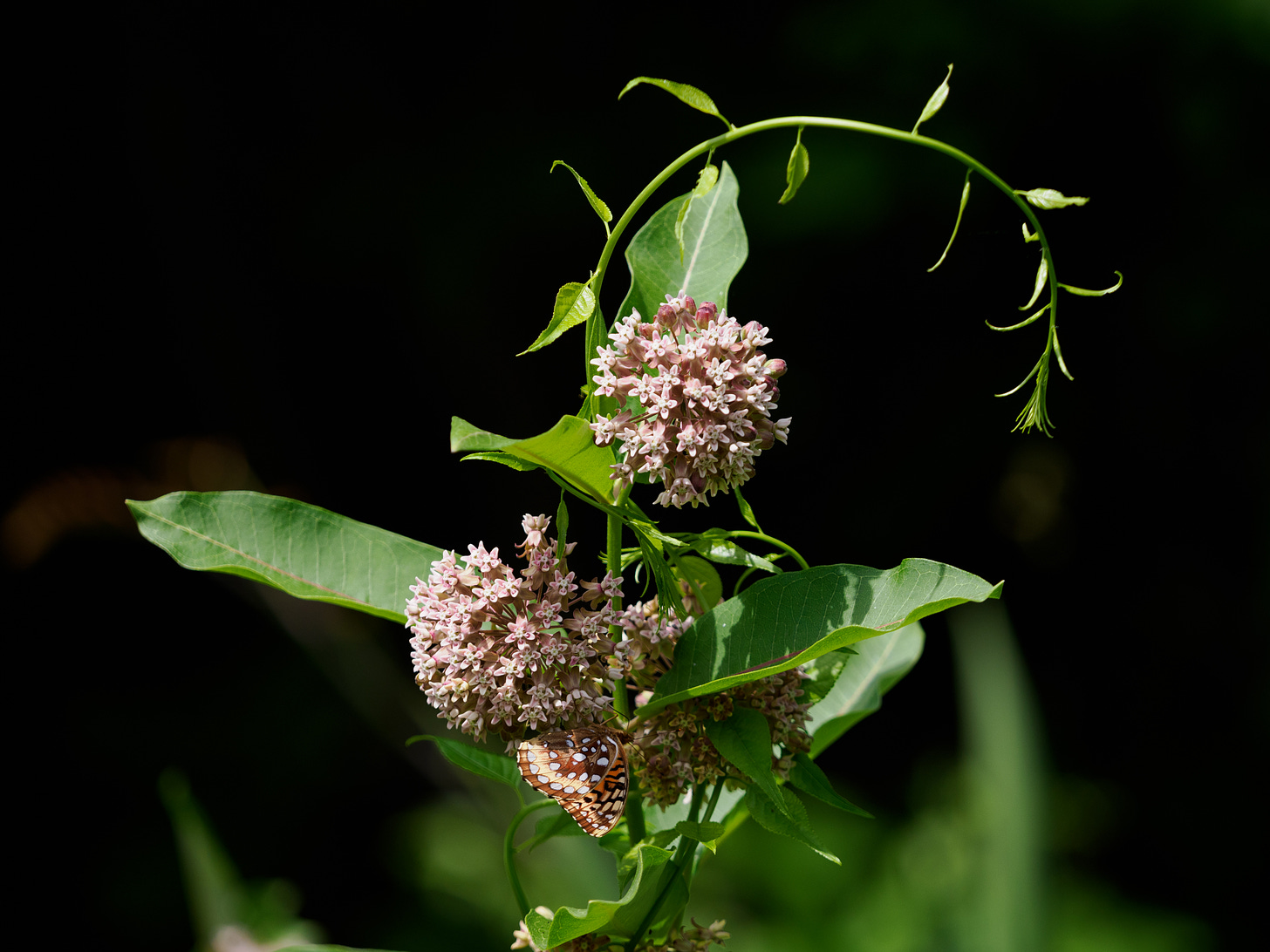 Vine encircling milkweed