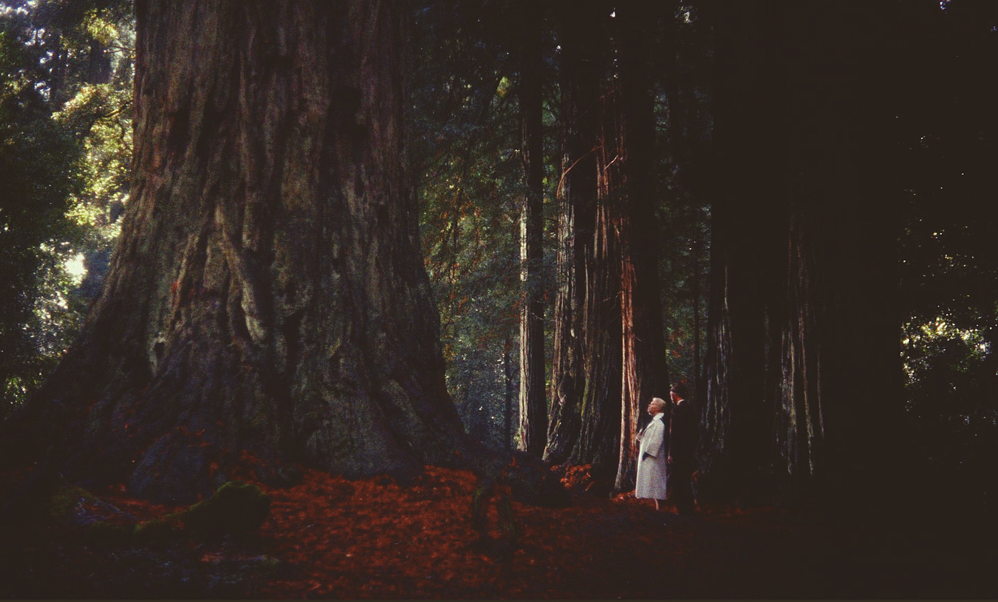 Photographic still of Kim Novak and Jimmy Stewart standing amid California Redwoods in Alfred Hitchock’s classic 1958 film, Vertigo. (A woman in a white, A-line coat stands beside a man gazing at an enormous redwood Sequoia tree in California on the film set of Vertigo.