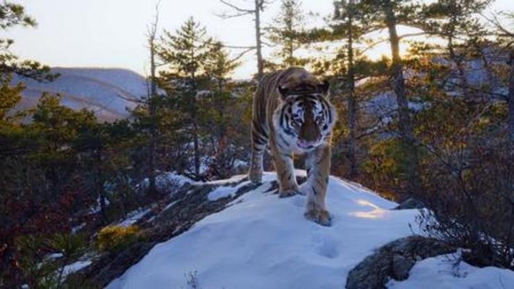 de Siberische tijger in zijn natuurlijke habitat