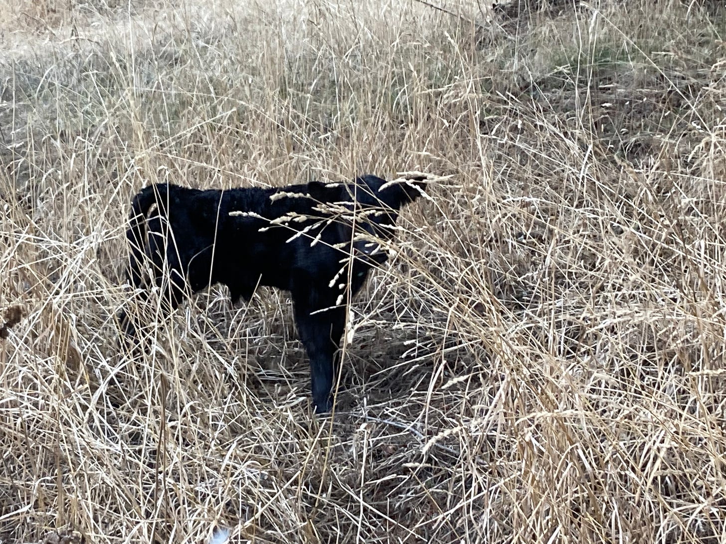 black Dexter calf in the grass