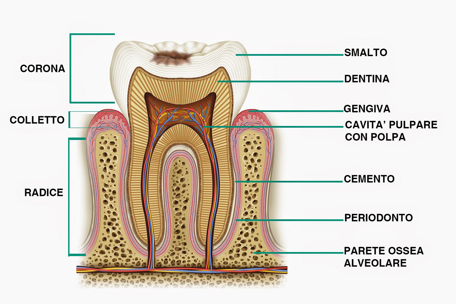 Come sono fatti i denti? | Studio dentistico Mapelli | Implantologia Come sono fatti i denti? | Studio dentistico Mapelli | Implantologia