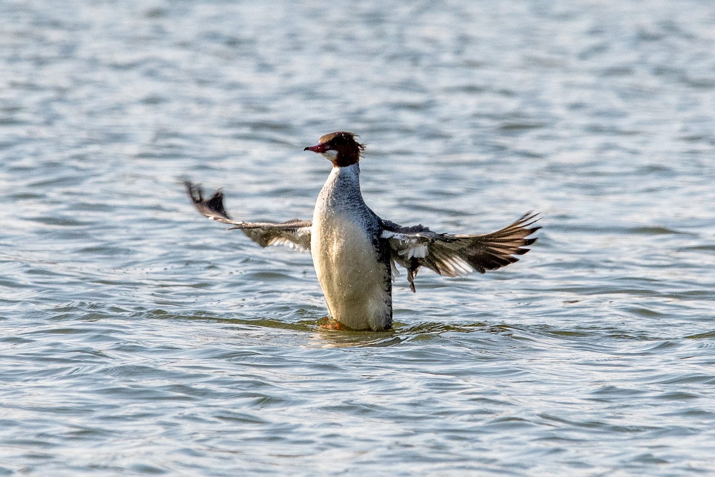 A bird rises out of greenish water, its wings extended to shake them dry; the bird has a russet head with a white chin, and there's a sharp distinction between the brown of its head and the white of its neck and breast.