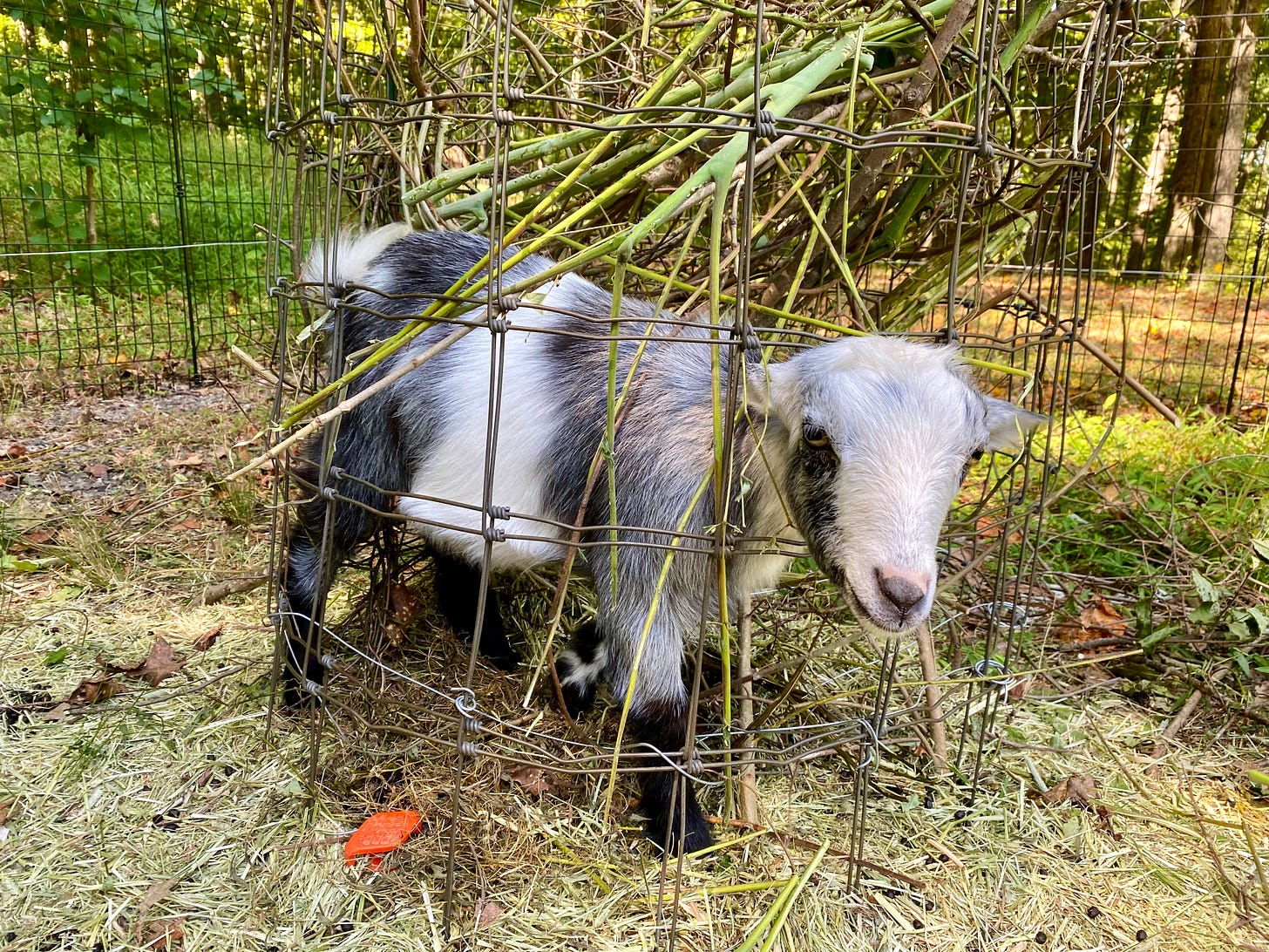Gray goat stuck in fence