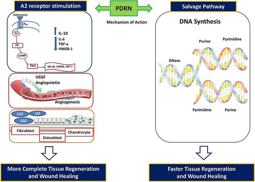 Frontiers | Pharmacological Activity and Clinical Use of PDRN