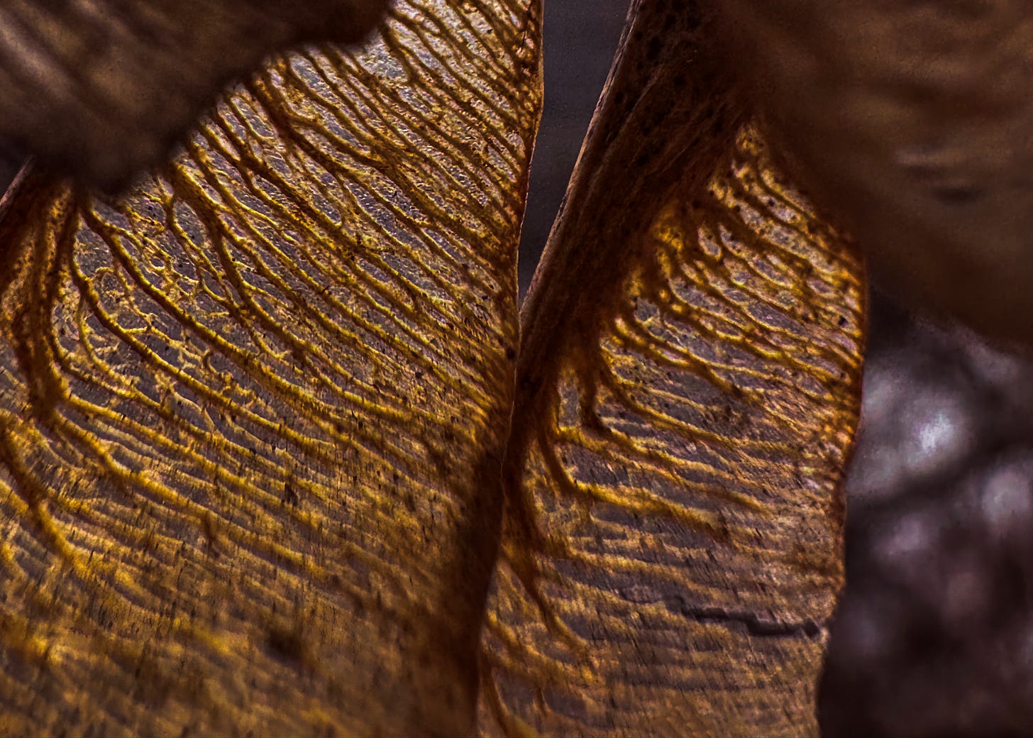 Close up of leaf
