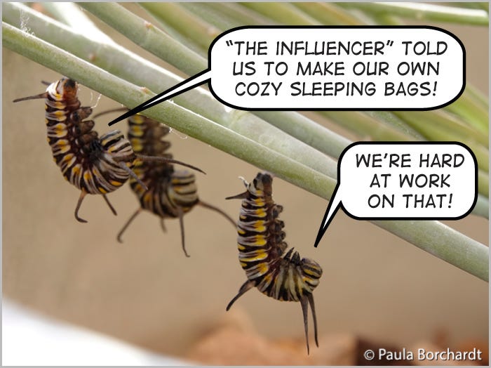 Three Queen Butterfly larvae (caterpillars) in their pre-pupation "J" shape