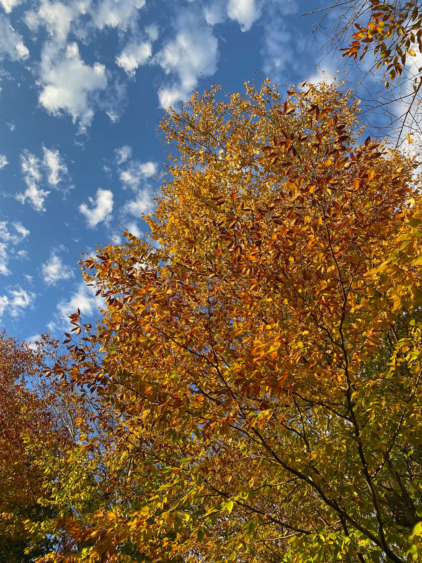 A bright golden tree against a deep blue sky dotted with white clouds.
