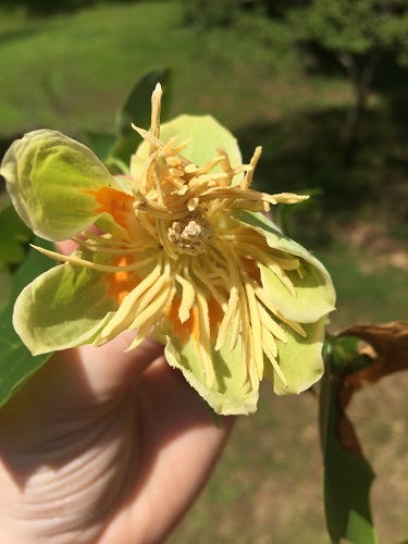 hand holding a tulip poplar flower