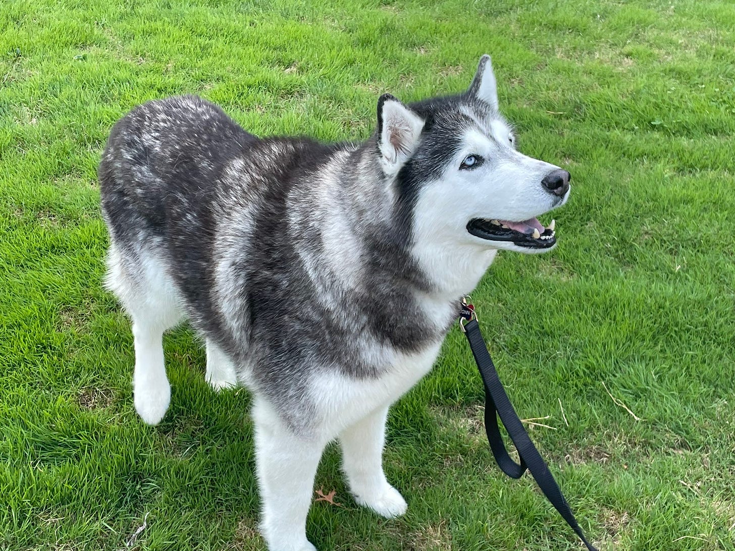 Jonathan the Husky, UConn’s mascot, looking up and to the right