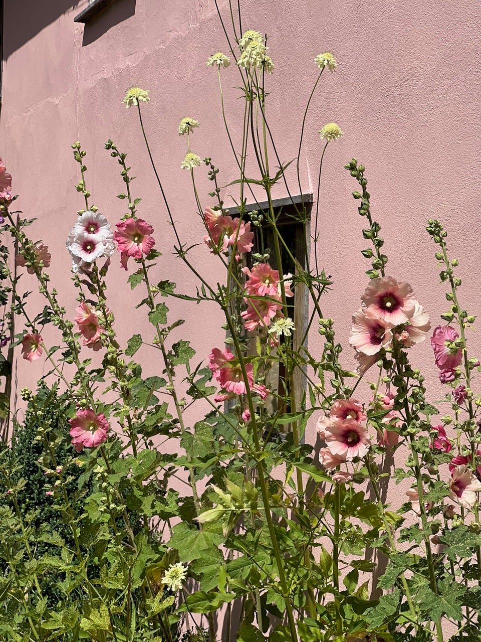 Tall pink and yellow flowers against a pink painted house wall