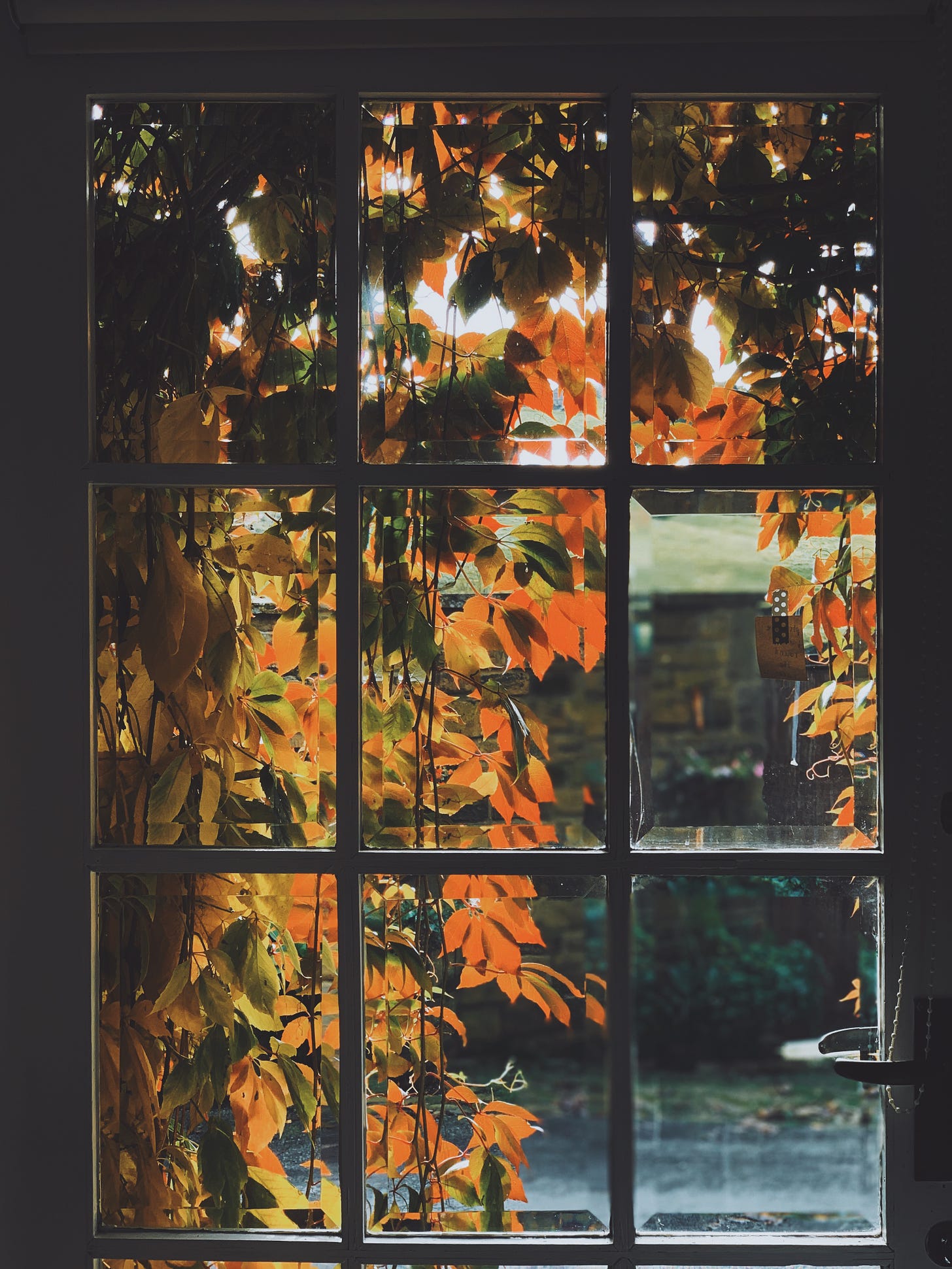 looking through a paned glass door to orange creeper vines with rays of sunlight peeking through