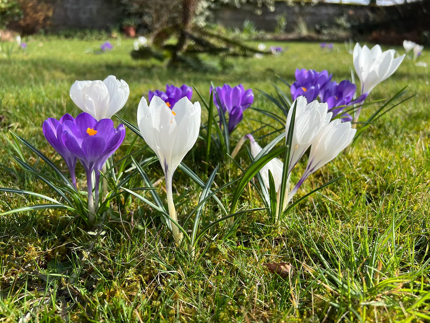 Purple and white crocuses growing in grass on a sunny day