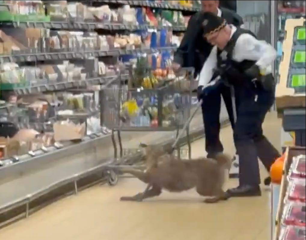 Interior of a grocery store, a police officer has one of those dogcatching sticks around a coyote's neck and it's very clear he does not like (thrashing to get away)