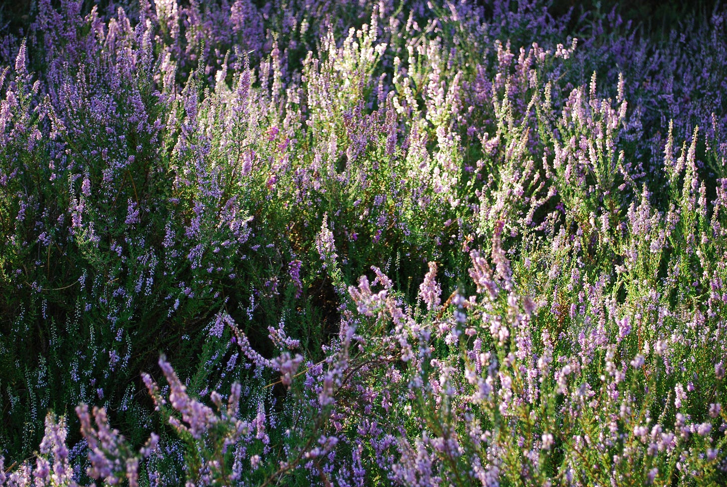 A field of lavender.
