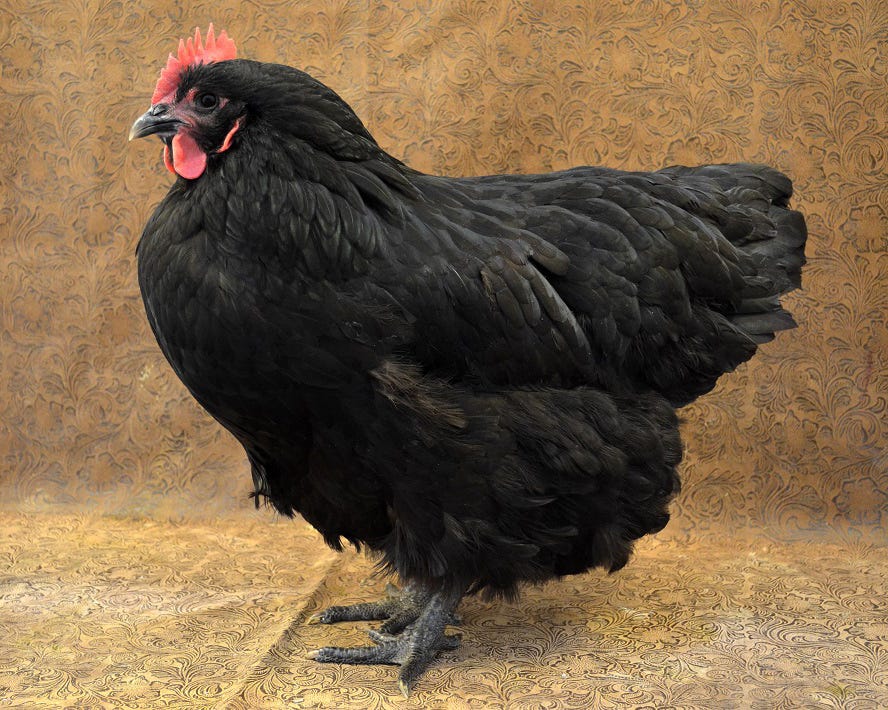 Australorp chicken - The Livestock Conservancy