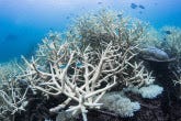 https://www.iaea.org/sites/default/files/styles/thumbnail_165x110/public/coral-bleaching-great-barrier-reef-1140x640.jpg?itok=Qy8TjIoe