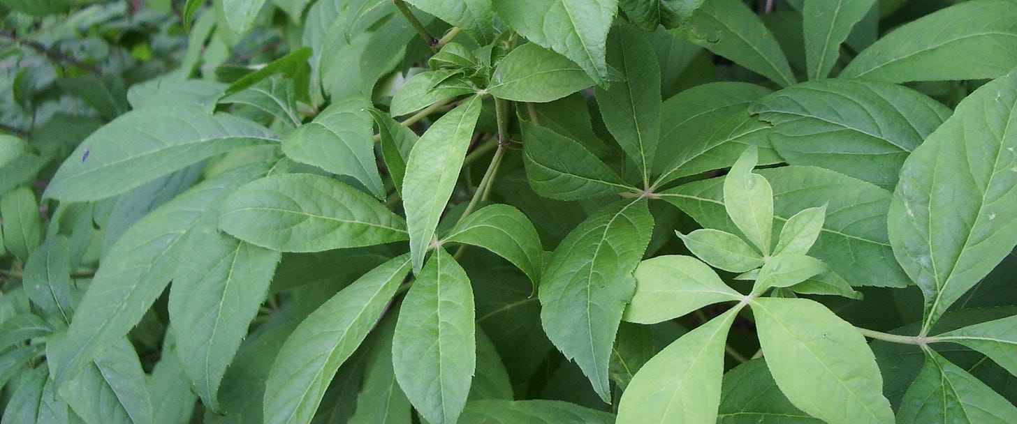 Green palmate leaf foliage of Siberian ginseng