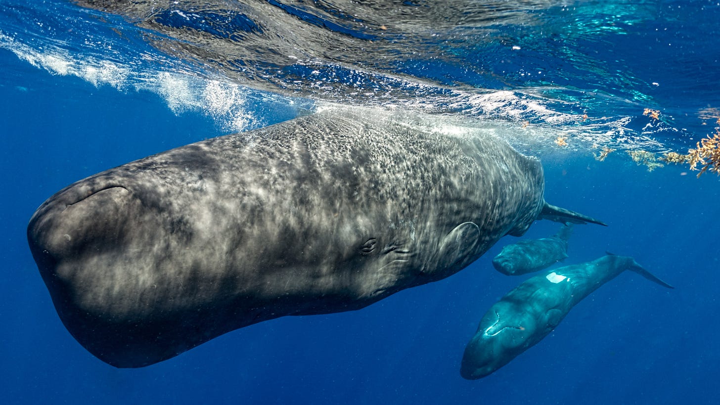 sperm whales sperm whales