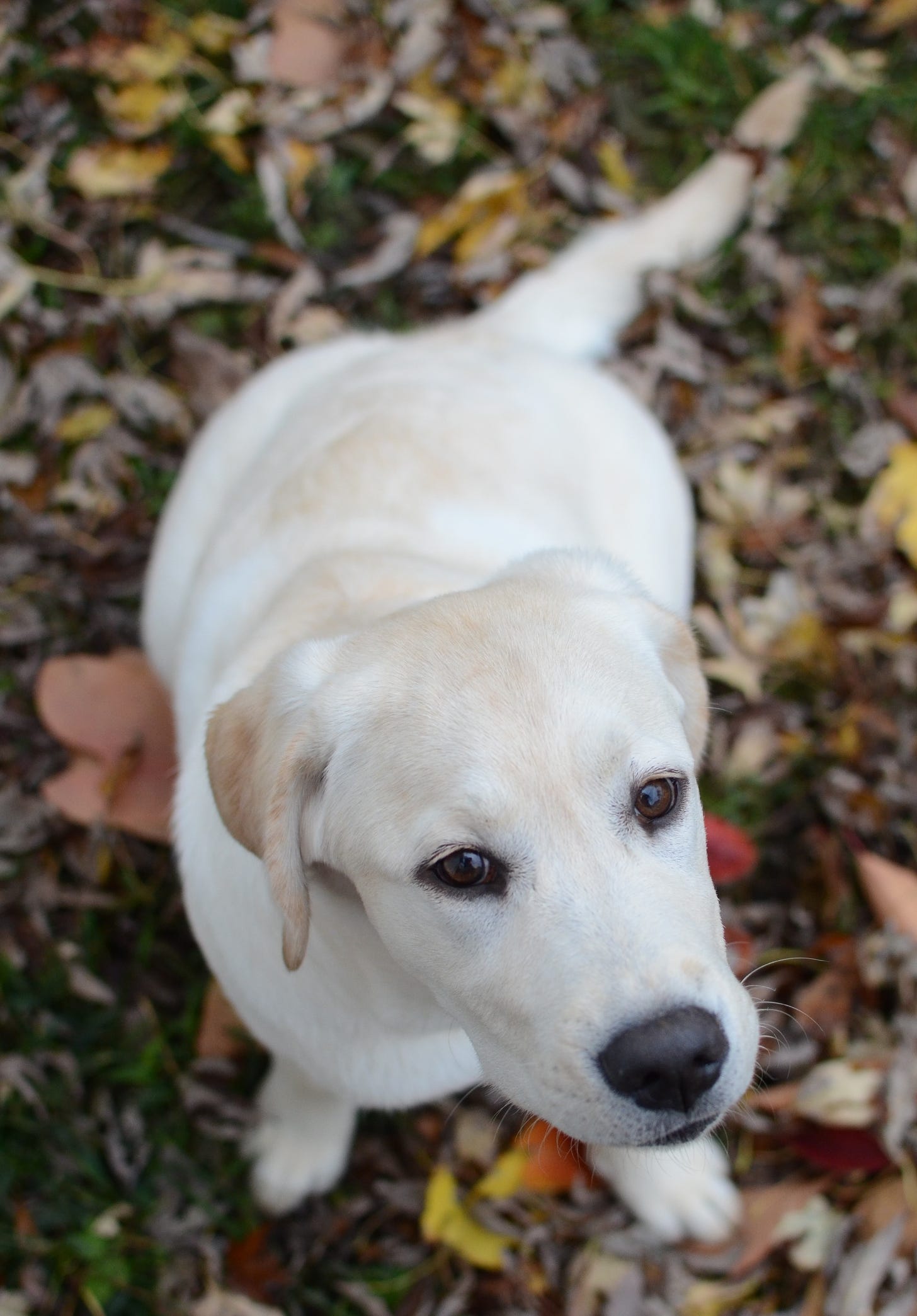 A yellow Labrador retriever sits in a small pile of multi-colored leaves.