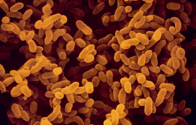 False-colour scanning electron micrograph of a colony of the bacteria Klebsiella pneumonia.