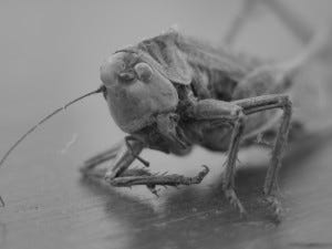 grasshopper-1527351