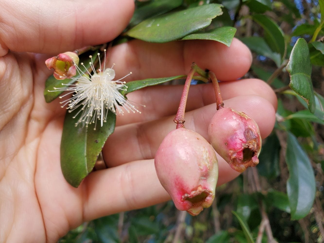 Syzygium australe [flowers & fruit - Mt. Annan] 20230114_175500 sml.jpg