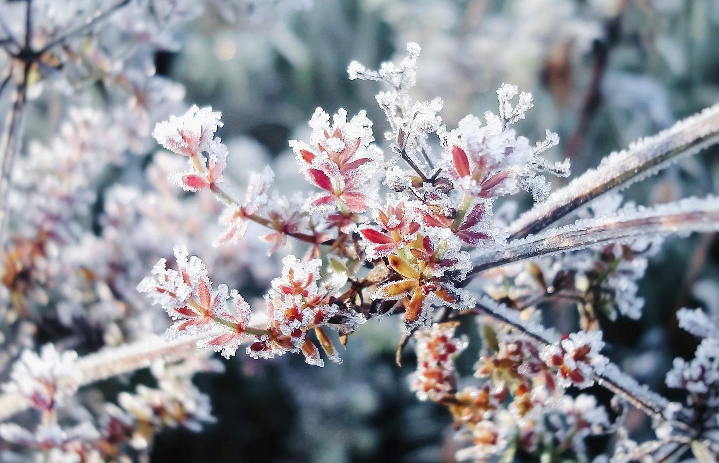 A branch of colorful red and green leaves, crusted over with ice.