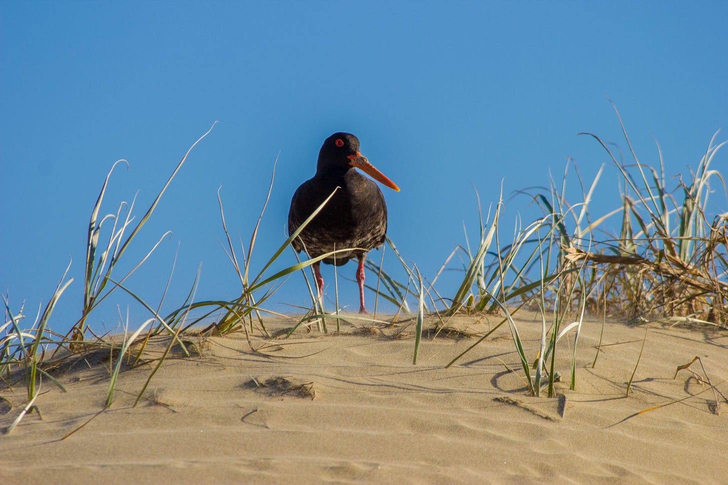 Kiwi bird on the beach. North Island, New Zealand.