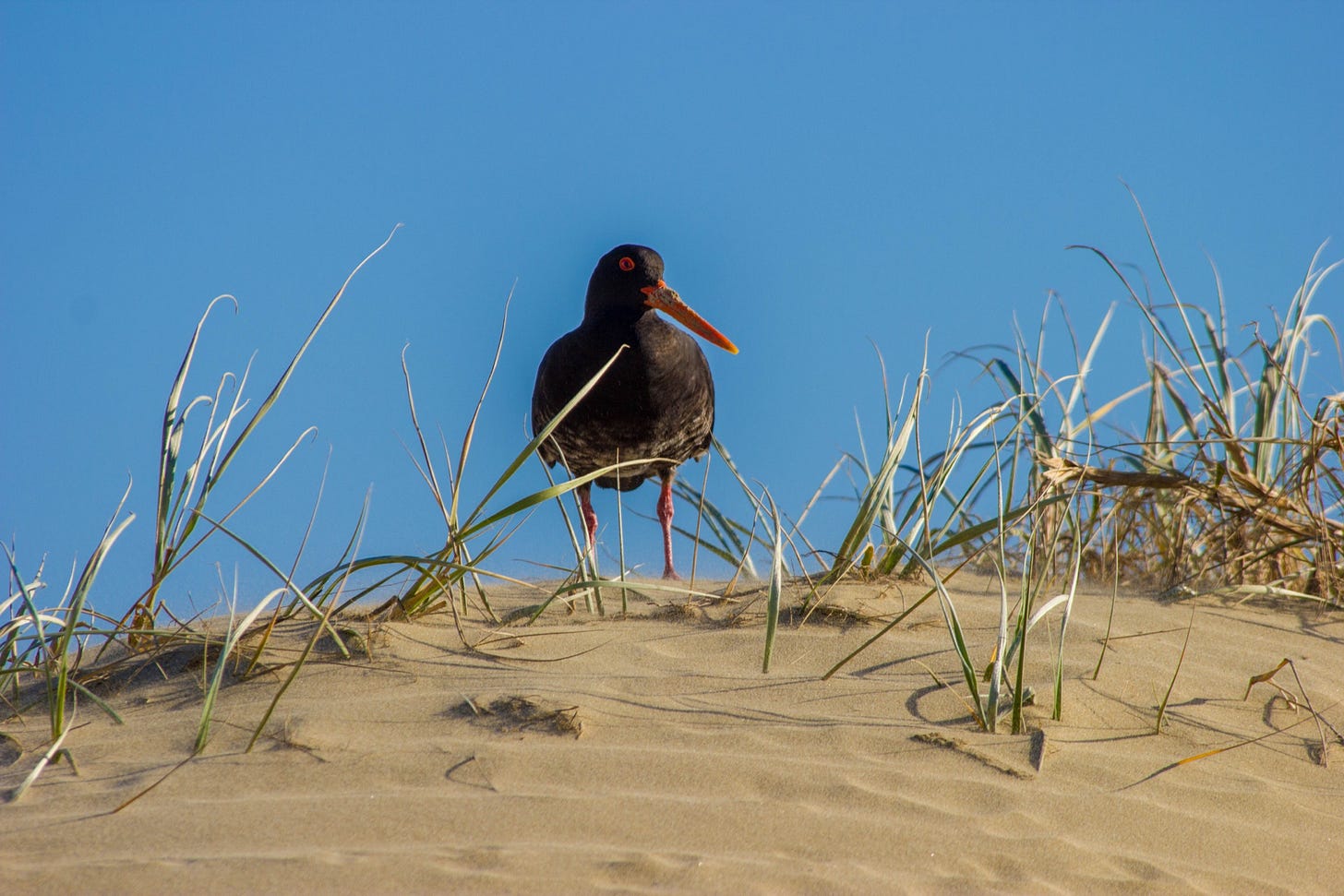 Kiwi bird on the beach. North Island, New Zealand. Kiwi bird on the beach. North Island, New Zealand.