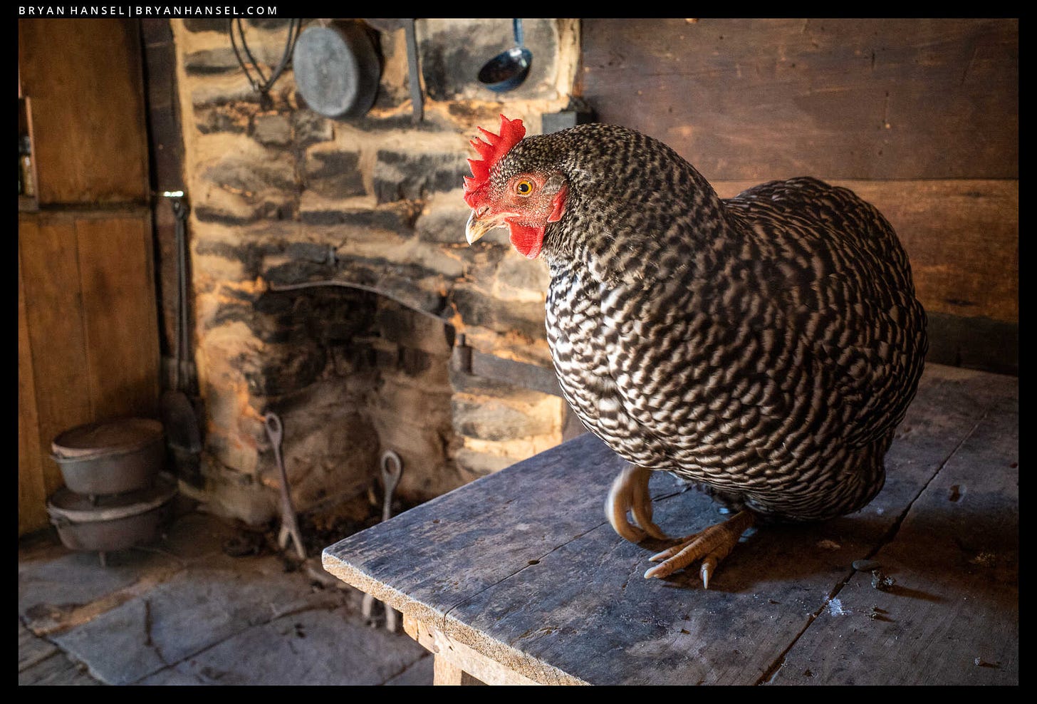 A chicken on a table in an old cabin with a fireplace and pots and pans in the background.