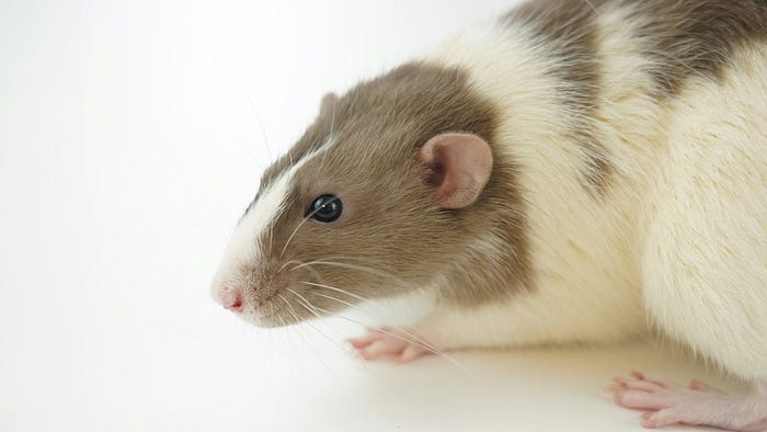 Comparing migrants to vermin like this rat is a common tactic. Anti-immigrant rhetoric often leans on dehumanization and othering. Comparing migrants to vermin like this rat is a common tactic. Anti-immigrant rhetoric often leans on dehumanization and othering.