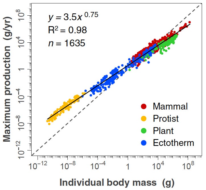 BodyScaling